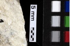 Foto (Detailansicht) von Decapoda indet. (NHMW-GEO-1990-0041-0202)